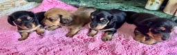 Dachshund dogs for sale: Mini long haired  black /cream   in Par - Advert 2