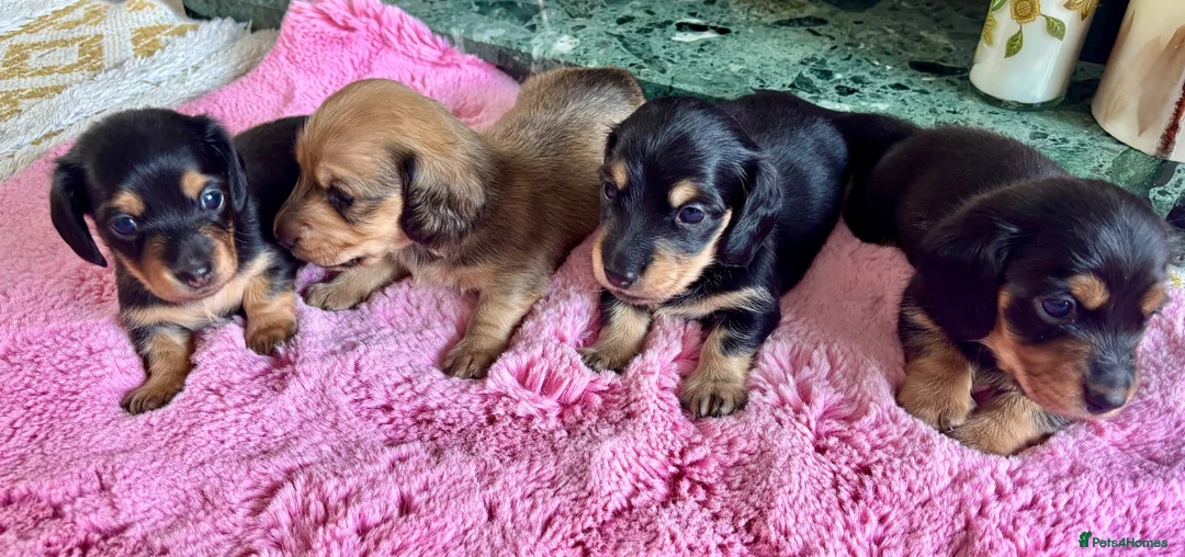 Dachshund dogs for sale: Mini long haired  black /cream   in Par - Advert 2