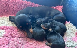 Miniature Dachshund dogs for sale: Mini smooth dachshund one boy available  in Newton Abbot - Image 24