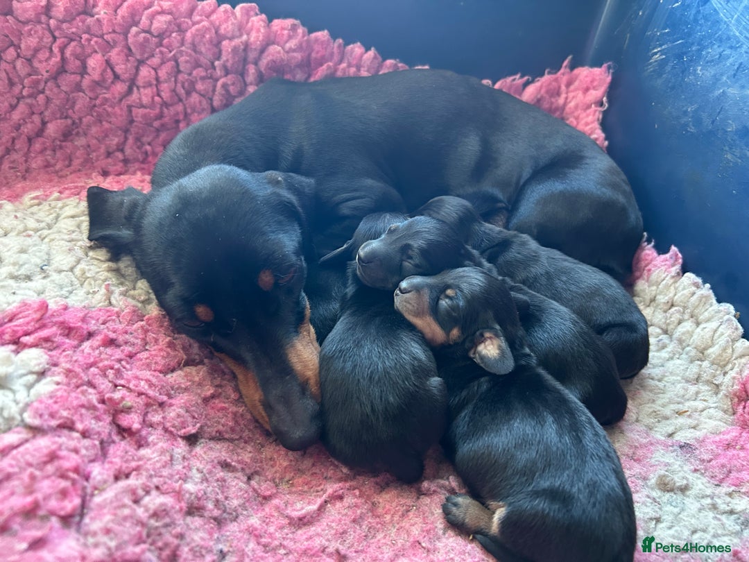 Miniature Dachshund dogs for sale: Mini smooth dachshund one boy available  in Newton Abbot - Image 24