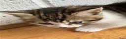 Mixed Breed cats for sale: Mixed breed kittens in Andover - Advert 8