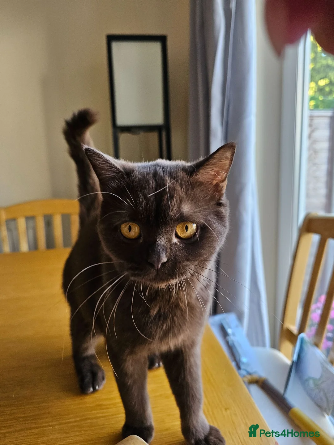 British Shorthair cats for sale: Active chocolate female  - Advert 2
