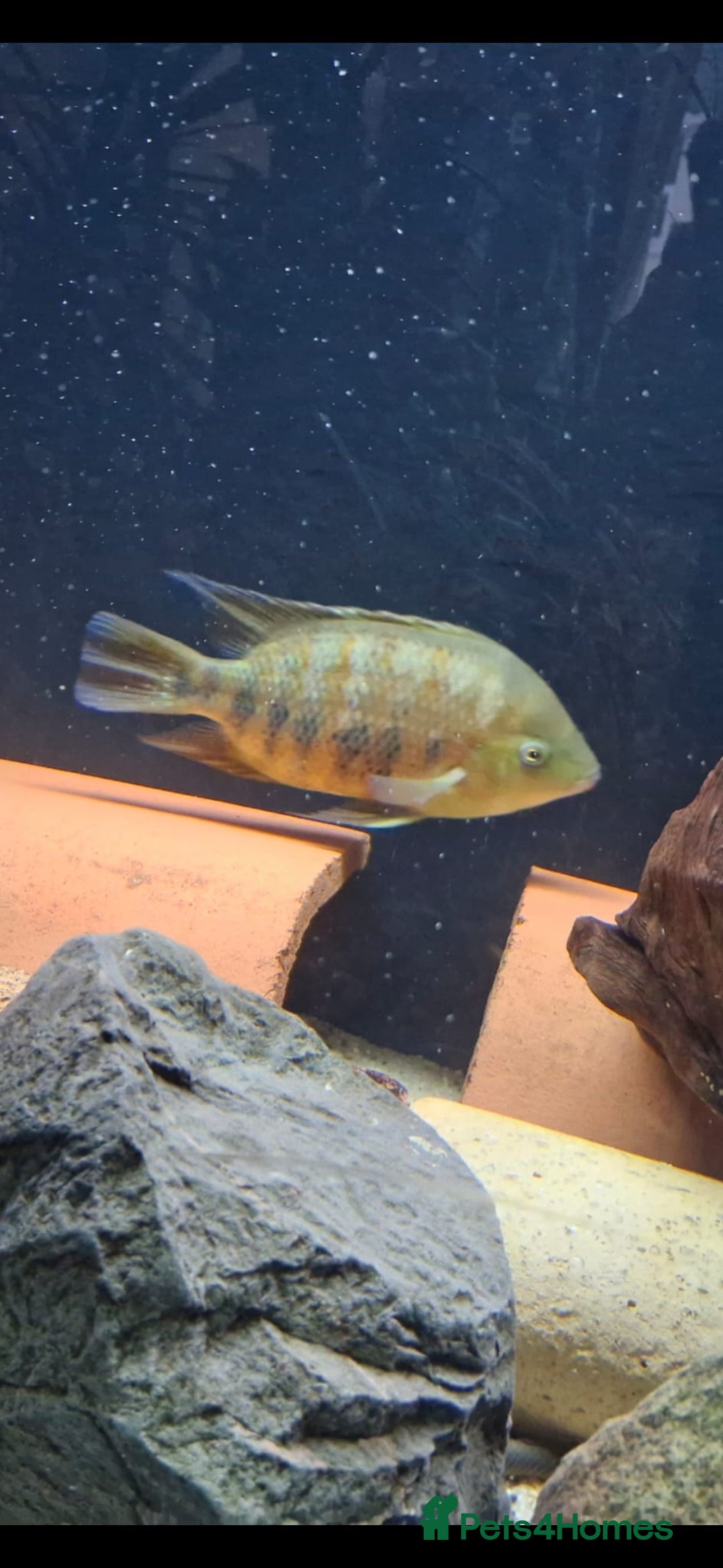 Cichlids fish for sale: Bocourti cichlid - Advert 1