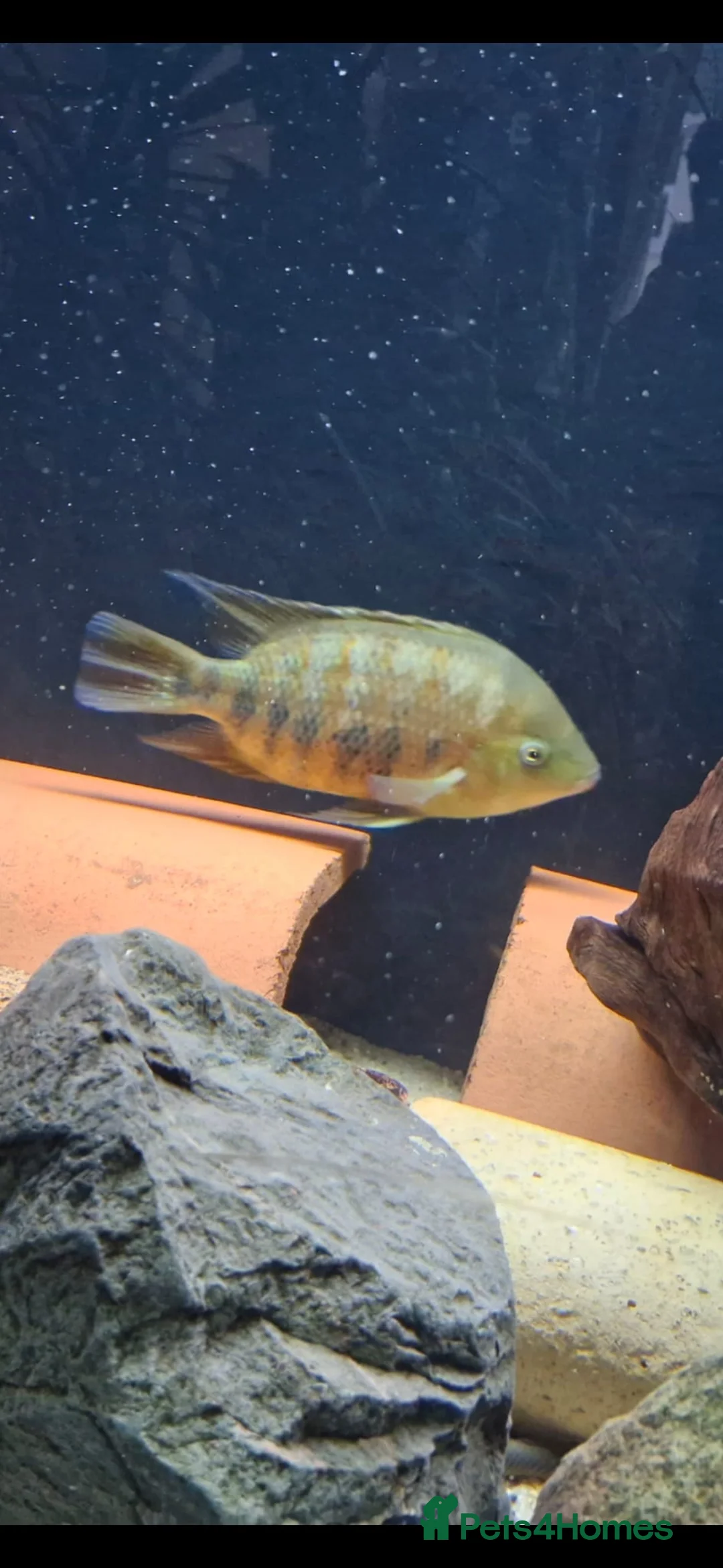 Cichlids fish for sale: Bocourti cichlid - Advert 1
