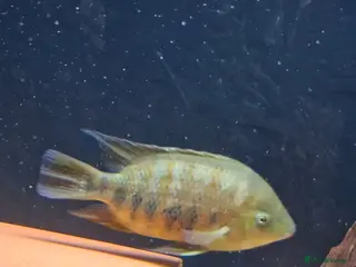 Cichlids fish Bocourti cichlid - Advert 16