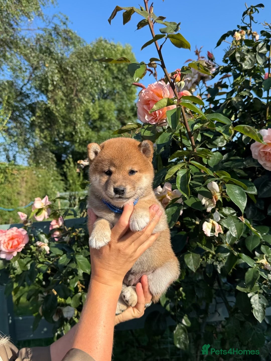 Japanese Shiba Inu dogs Outstanding original japanice Shiba Inu puppies  - Advert 1