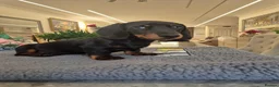 Miniature Dachshund dogs for sale: Miniature Dachshund.Fully vaccinated.Ready t leave - Advert 23