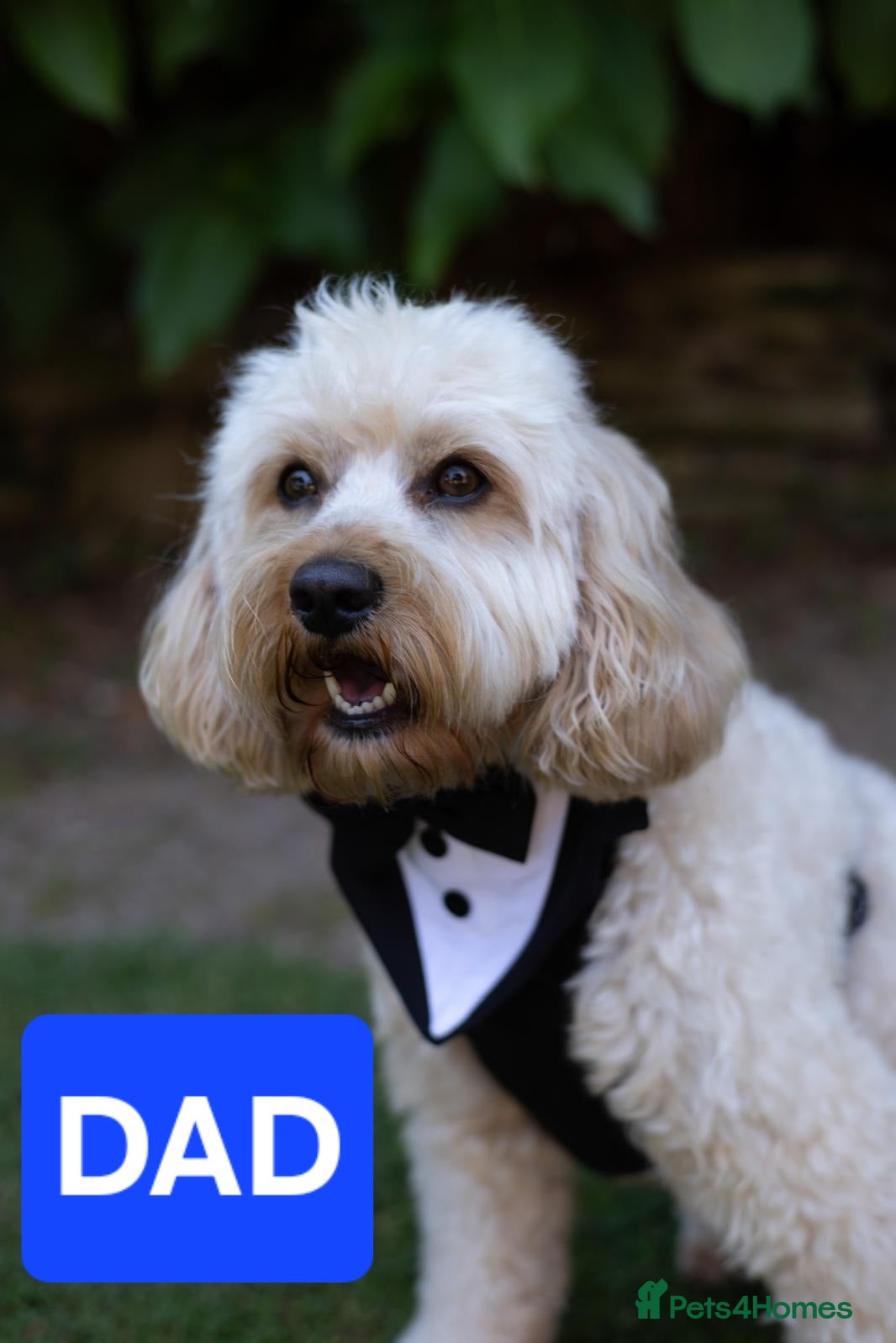 Cavapoo dogs Stunning Red toy F2B cavapoo - Advert 5