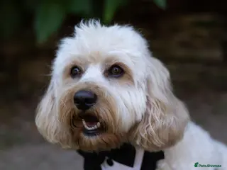 Cavapoo dogs Stunning Red toy F2B cavapoo - Advert 5