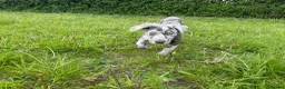 Labrador Retriever dogs for sale: Labrador Retriever Pups – Merle, Silver & Charcoal - Advert 3