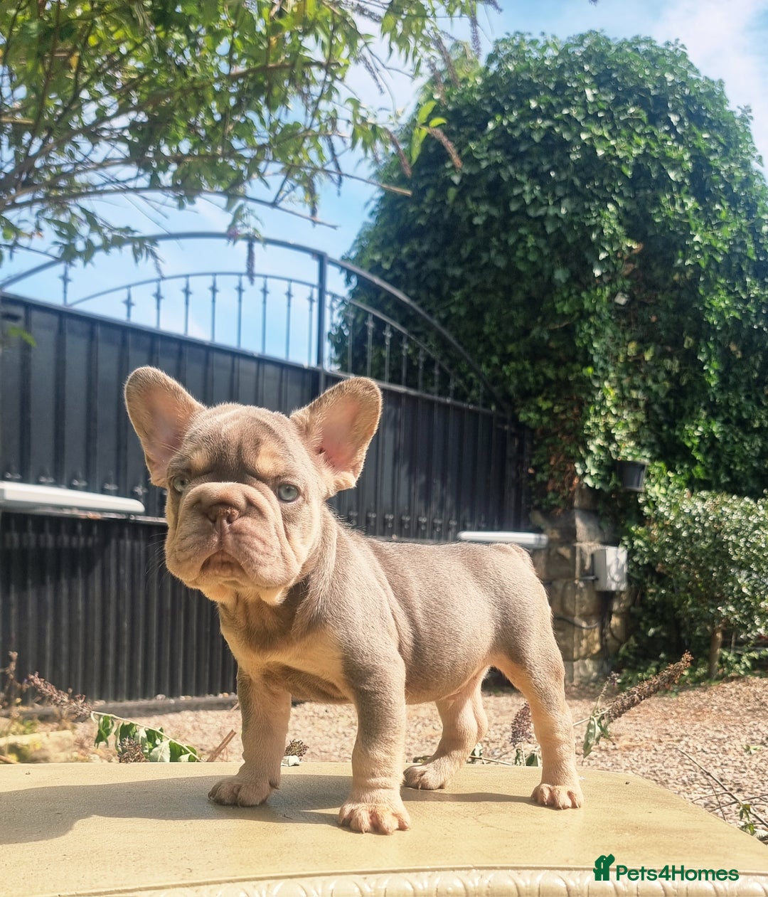 French Bulldog dogs for sale: Beautiful French bulldogs - Image 33