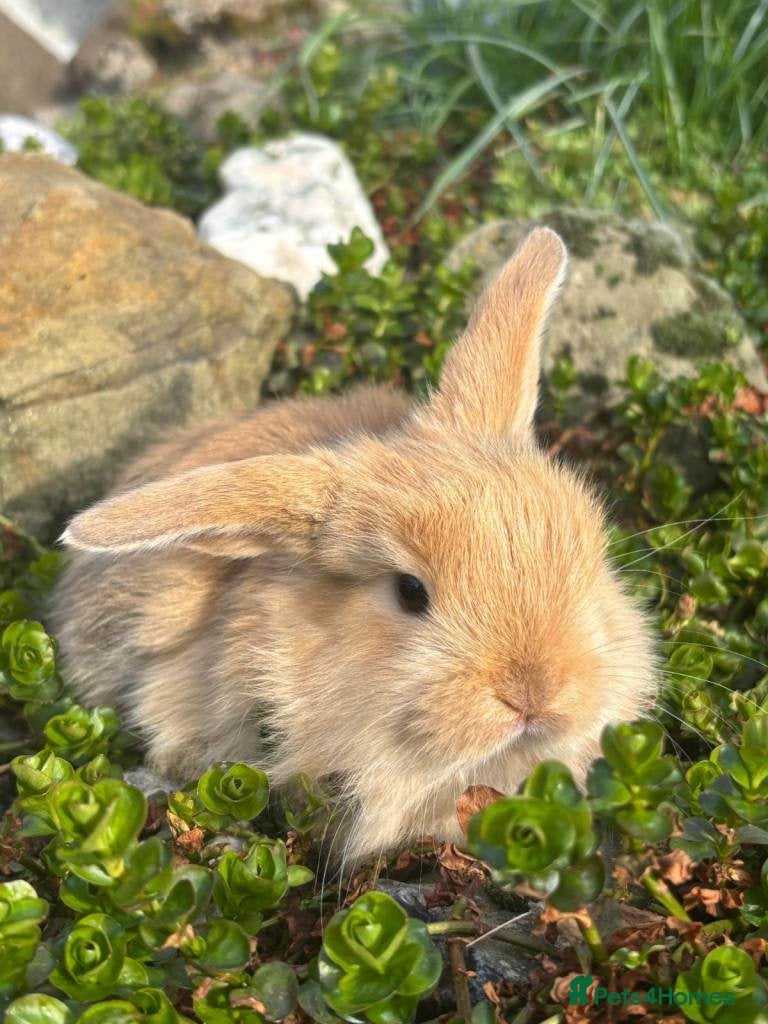 Mixed Breed rabbits 1 male mini lop - Advert 4