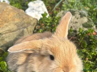 Mixed Breed rabbits 1 male mini lop - Advert 5