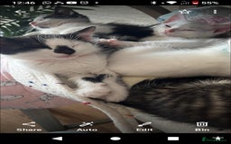 Mixed Breed cats for sale: 6 beautiful kittens - Image 5