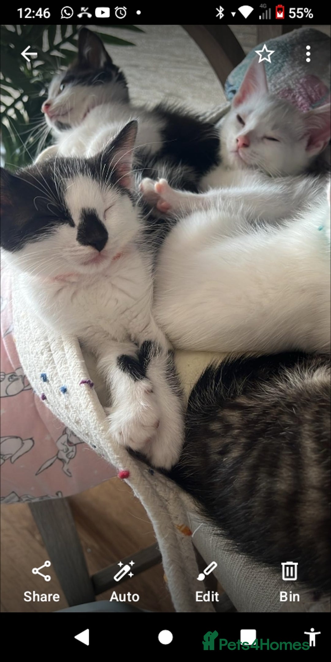 Mixed Breed cats for sale: 6 beautiful kittens - Image 5
