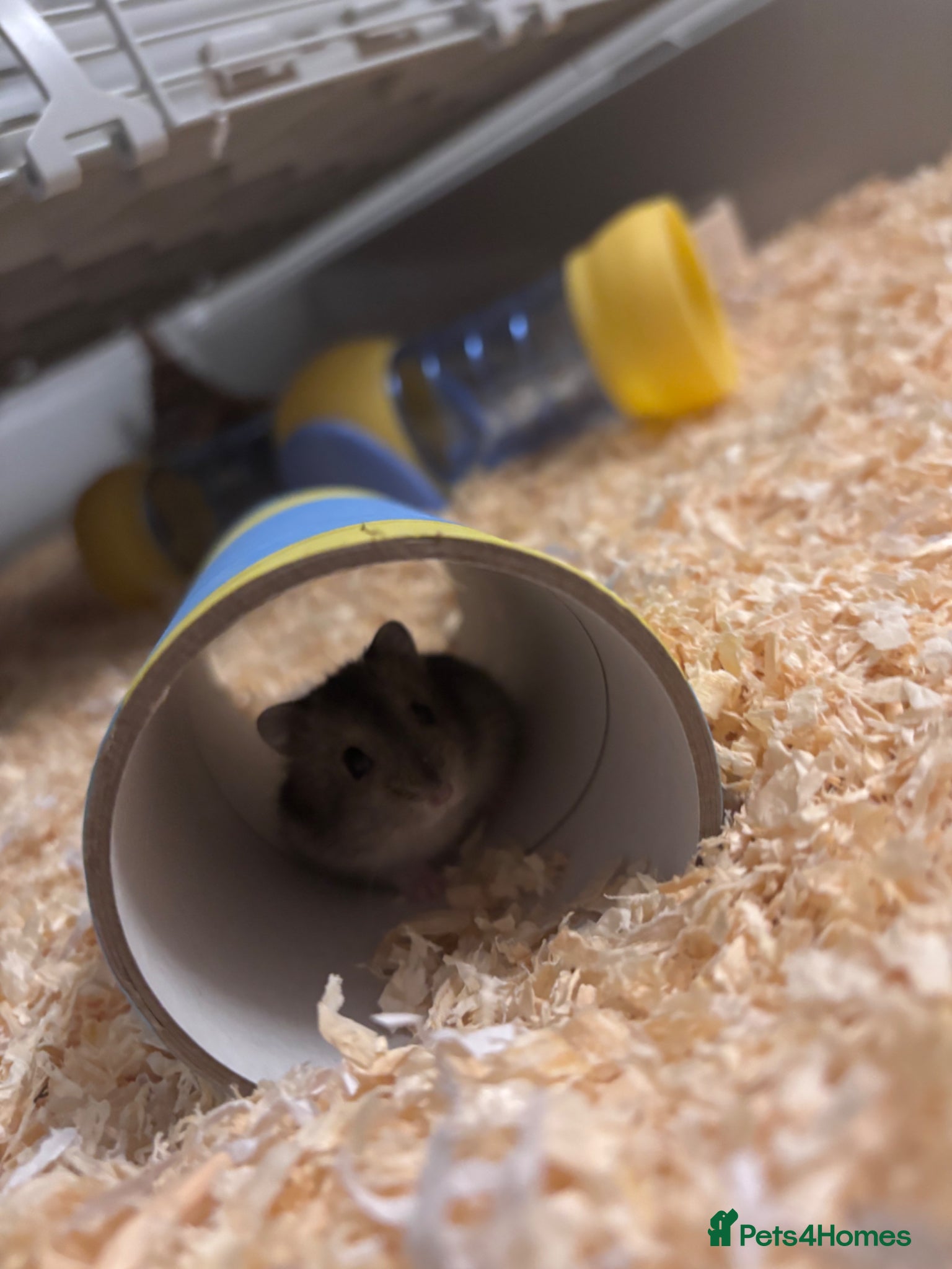 Hamster rodents Selling my female russian dwarf hamster - Advert 5