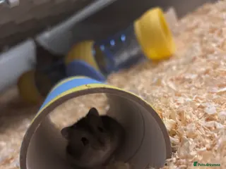 Hamster rodents Selling my female russian dwarf hamster - Advert 1