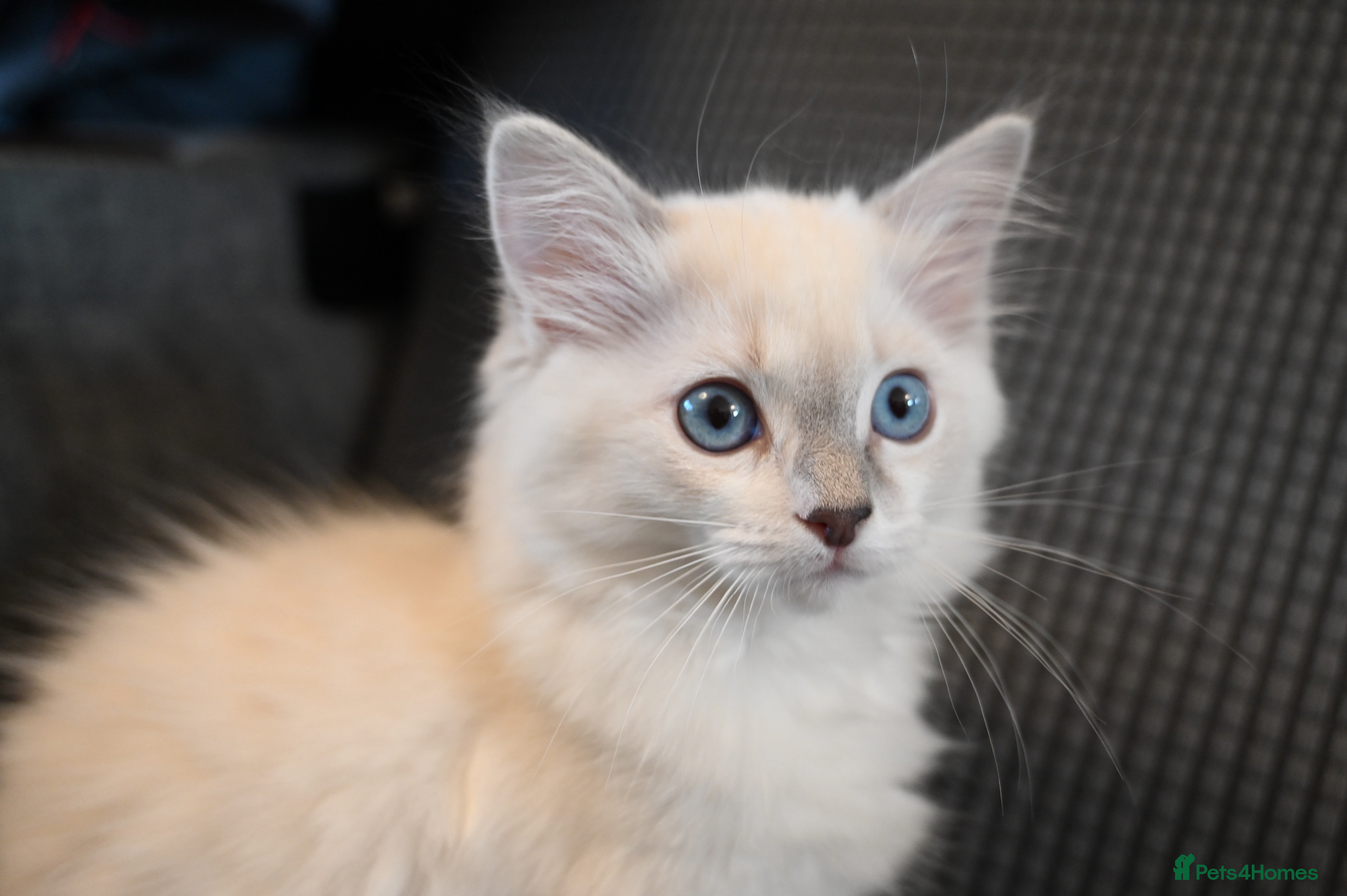 Ragdoll cats ONLY 1 Remaining – Blue Point– TICA Registered - Advert 7