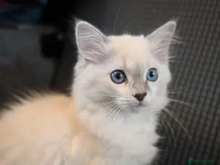 Ragdoll cats ONLY 1 Remaining – Blue Point– TICA Registered - Advert 7