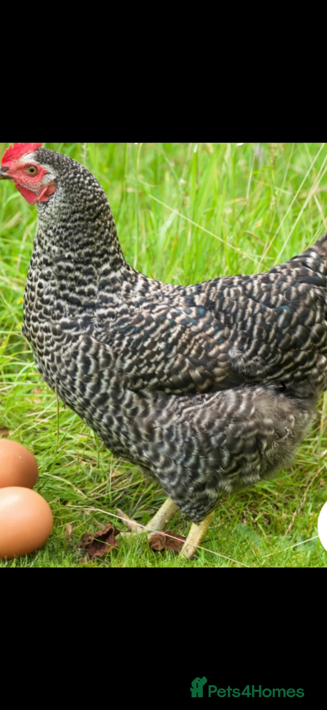 Chickens poultry for sale: Point of lay hybrids available - Advert 5