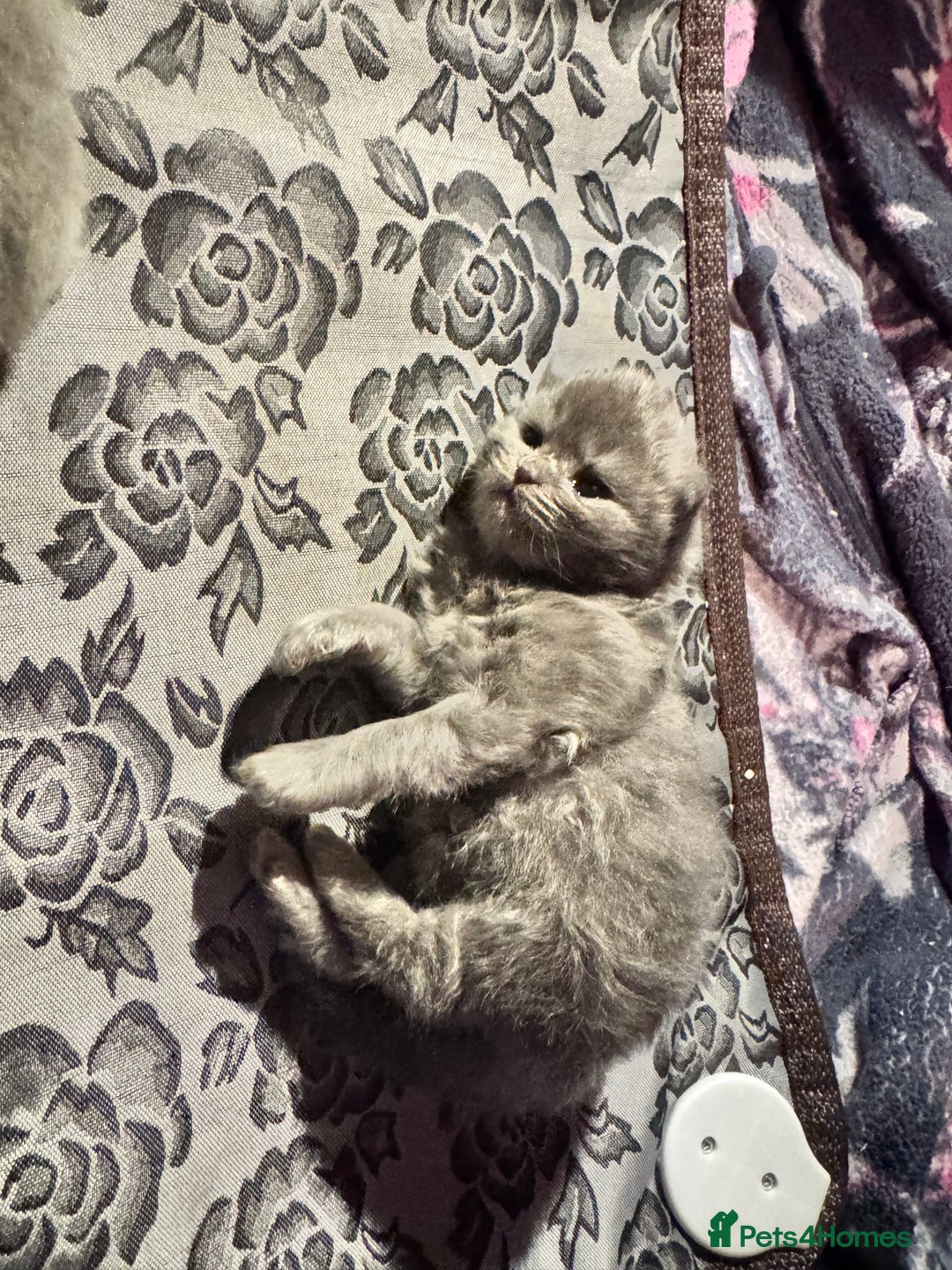 Maine Coon cats for sale: Main coon adorable kittens  - Advert 30