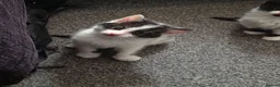 Mixed Breed cats for sale: Kittens ready to leaven - Advert 5