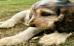 Cocker Spaniel dogs for sale: Stunning Pedigree KC Show Cocker Puppies  - Image 7
