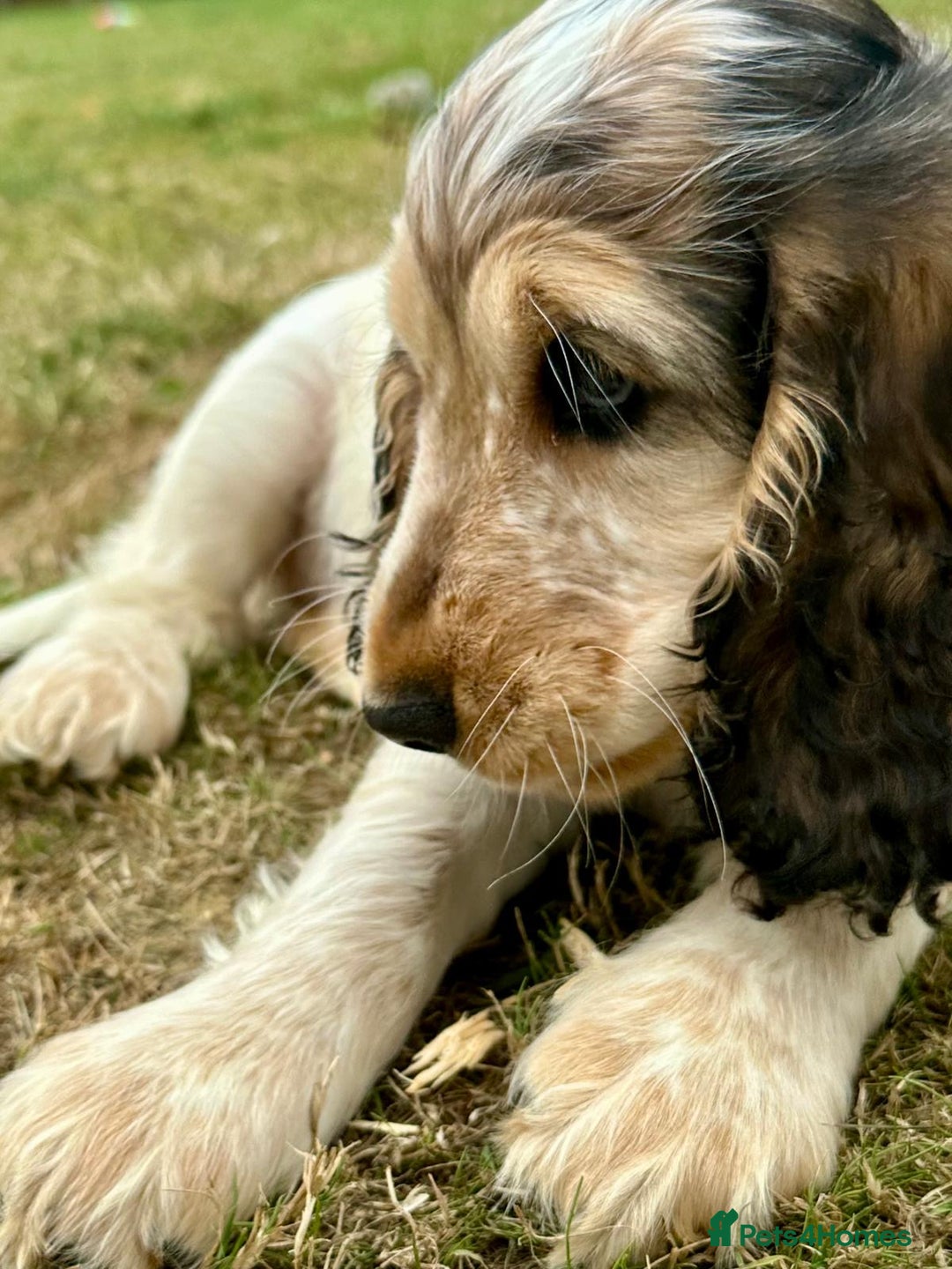 Cocker Spaniel dogs for sale: Stunning Pedigree KC Show Cocker Puppies  - Image 7
