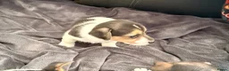 Jack Russell dogs for sale: Super Jack Russell puppies - Advert 9