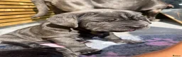 Neapolitan Mastiff dogs for sale: 1 girl puppy Neapolitan mastiff 8 week  - Advert 18