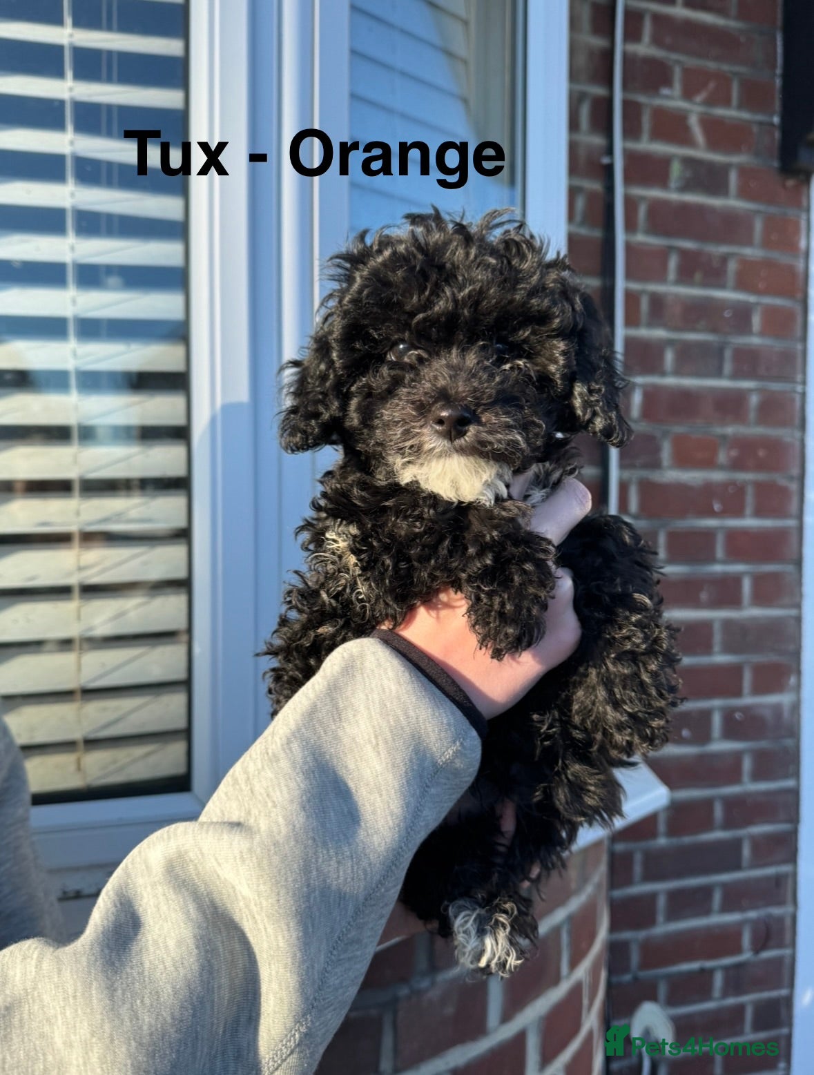 Toy Poodle dogs Gorgeous Pure-Bred Toy Poodle Pups - Advert 17