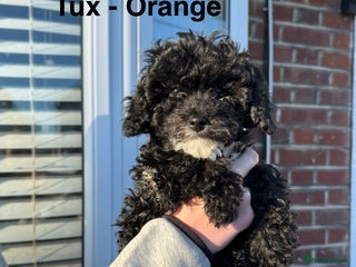 Toy Poodle dogs Gorgeous Half Asian Toy Poodle Pups - Advert 4