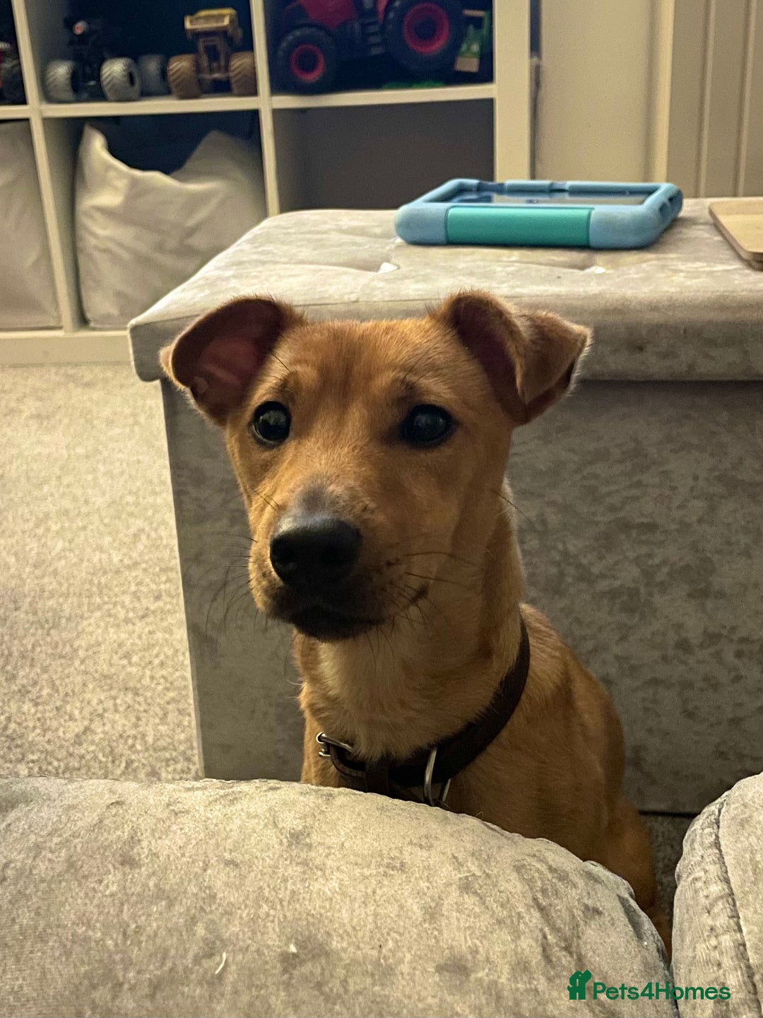 Jack Russell dogs for sale: 16 Month Old Jack Russell - Advert 4