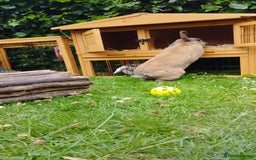 Mini Lop rabbits for sale: Male rabbit for sale with rabbit hutch - Image 3