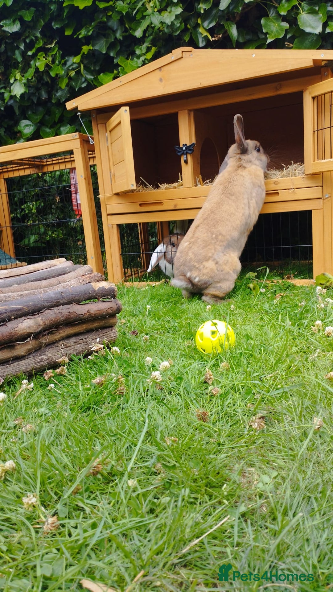Mini Lop rabbits for sale: Male rabbit for sale with rabbit hutch - Image 3