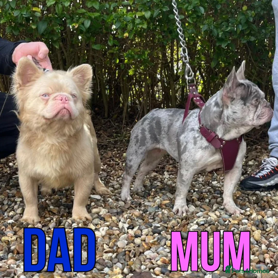 French Bulldog dogs for sale: K.C registered French bulldog  - Advert 2