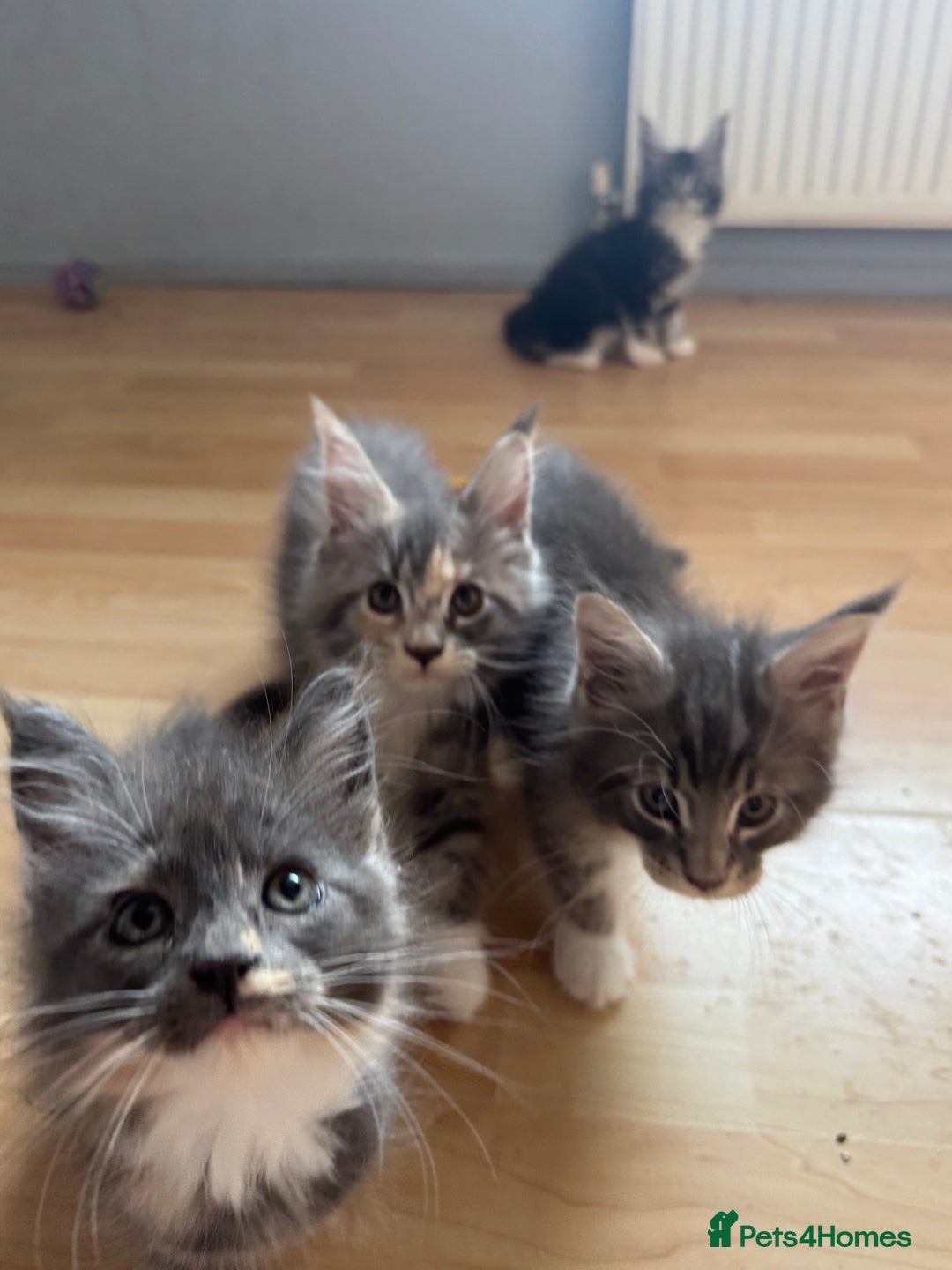 Maine Coon cats for sale: Maine Coon kittens Available!!!! - Image 12