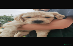 Golden Retriever dogs for stud: Proven Gorgeous Stud Dog - Image 19
