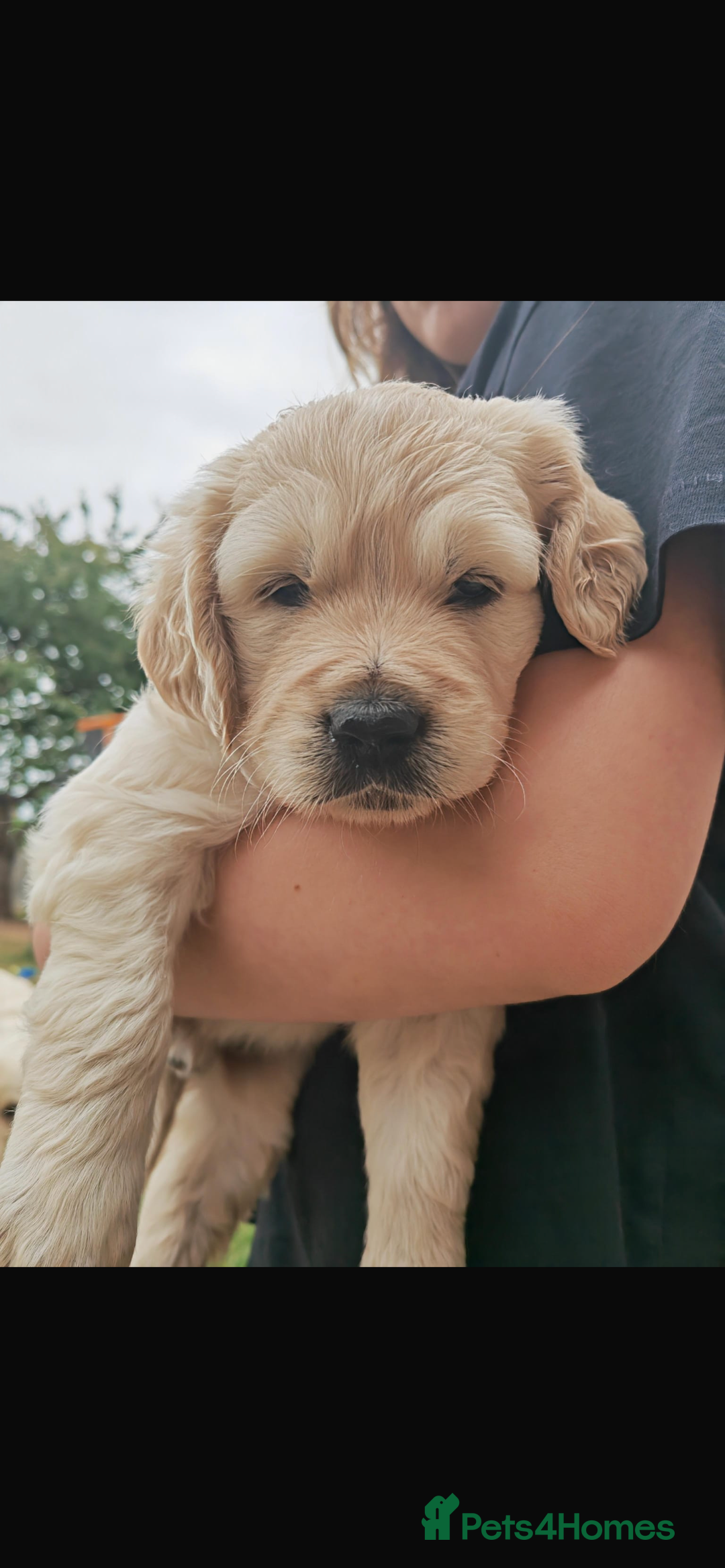 Golden Retriever dogs for stud: Proven Gorgeous Stud Dog - Image 19