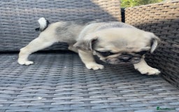 Pug dogs for sale: Pug Puppies  - Image 16