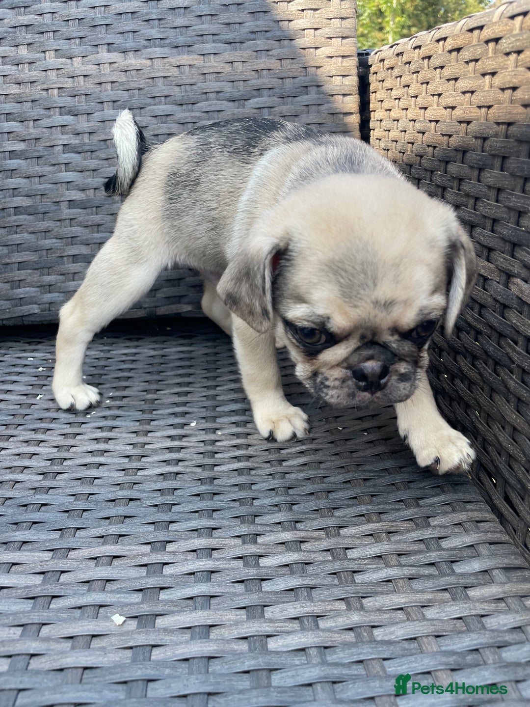 Pug dogs for sale: Pug Puppies  - Image 16