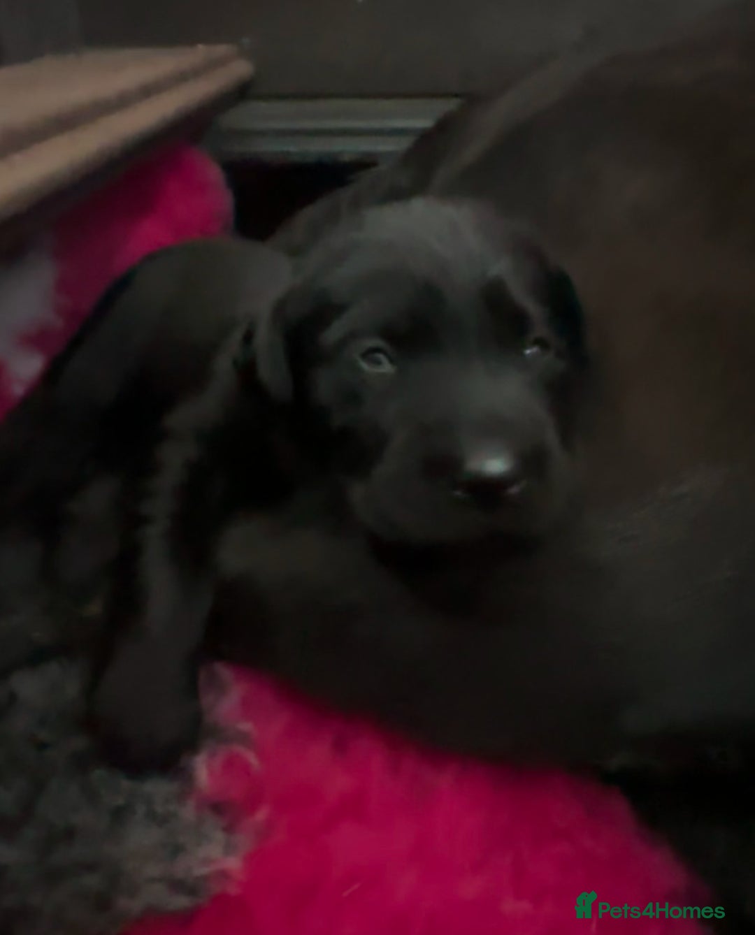 Labrador Retriever dogs for sale: Stunning KC Registered FoxRed/Black Labrador Pups  - Image 6