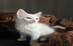 Ragdoll cats for sale: Ragdoll x Russian White Female!!! - Image 6
