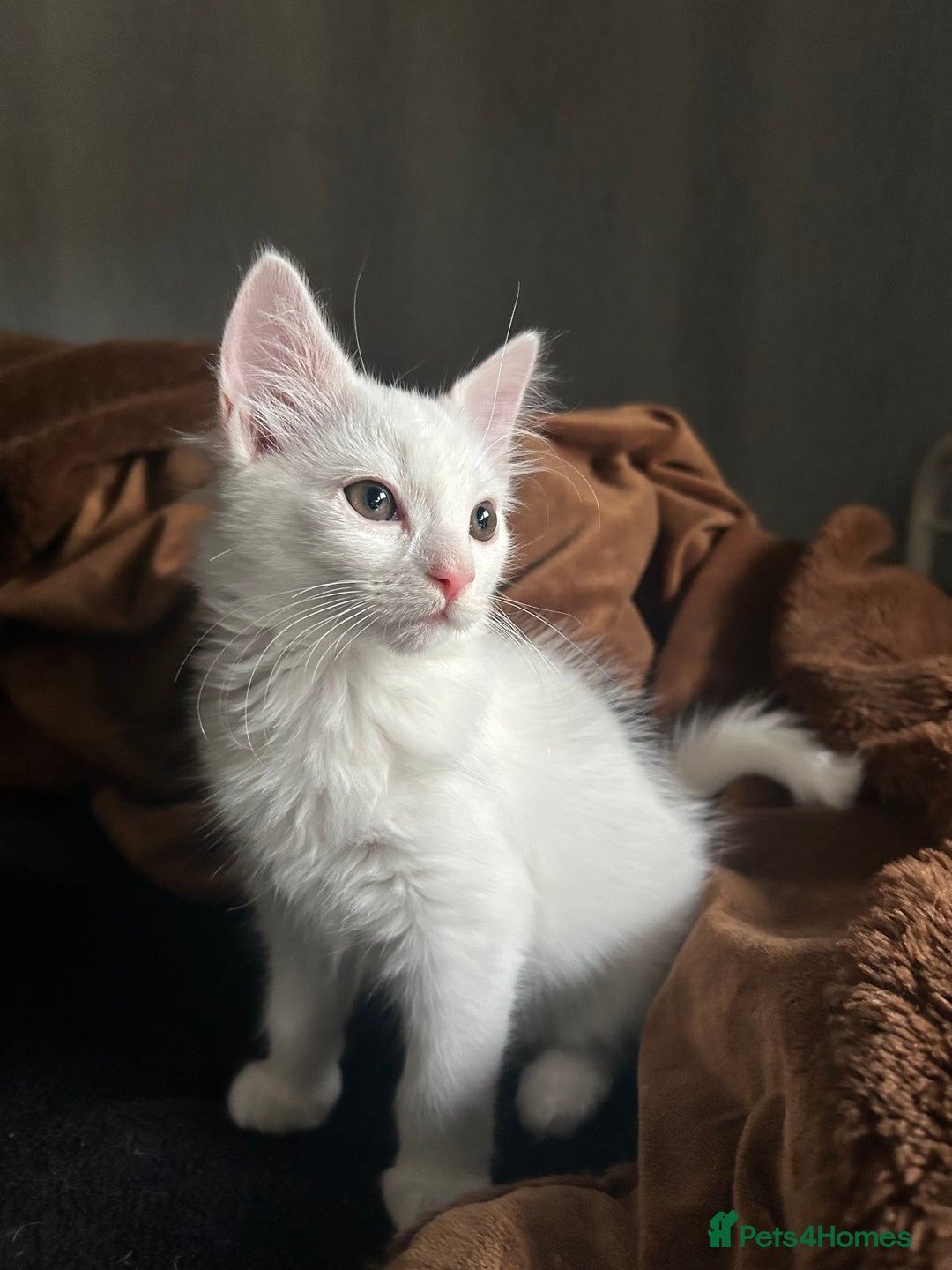 Ragdoll cats for sale: Ragdoll x Russian White Female!!! - Image 6