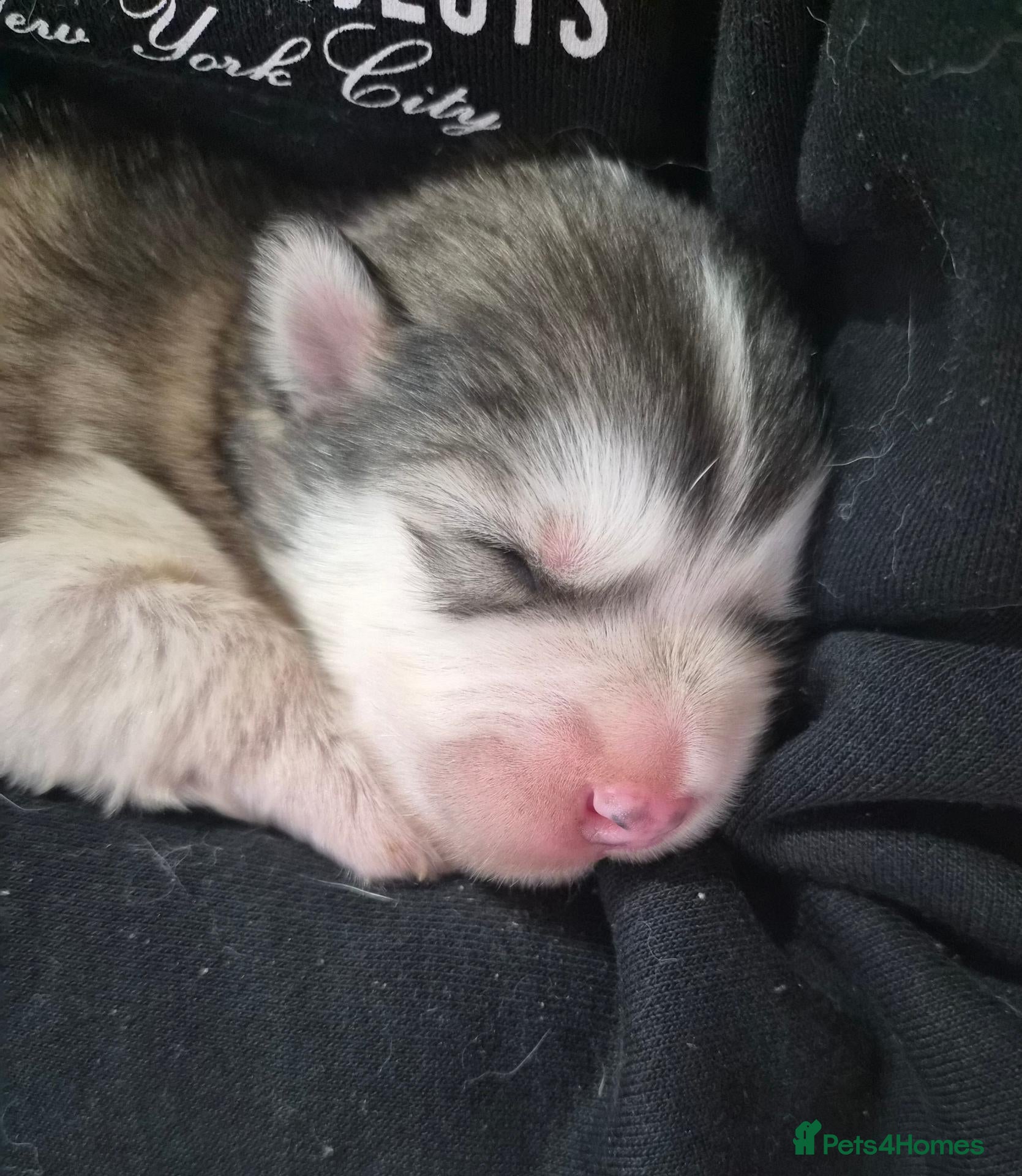 Alaskan Malamute dogs Pedigree Alaskan Malamutes Puppies - Advert 2