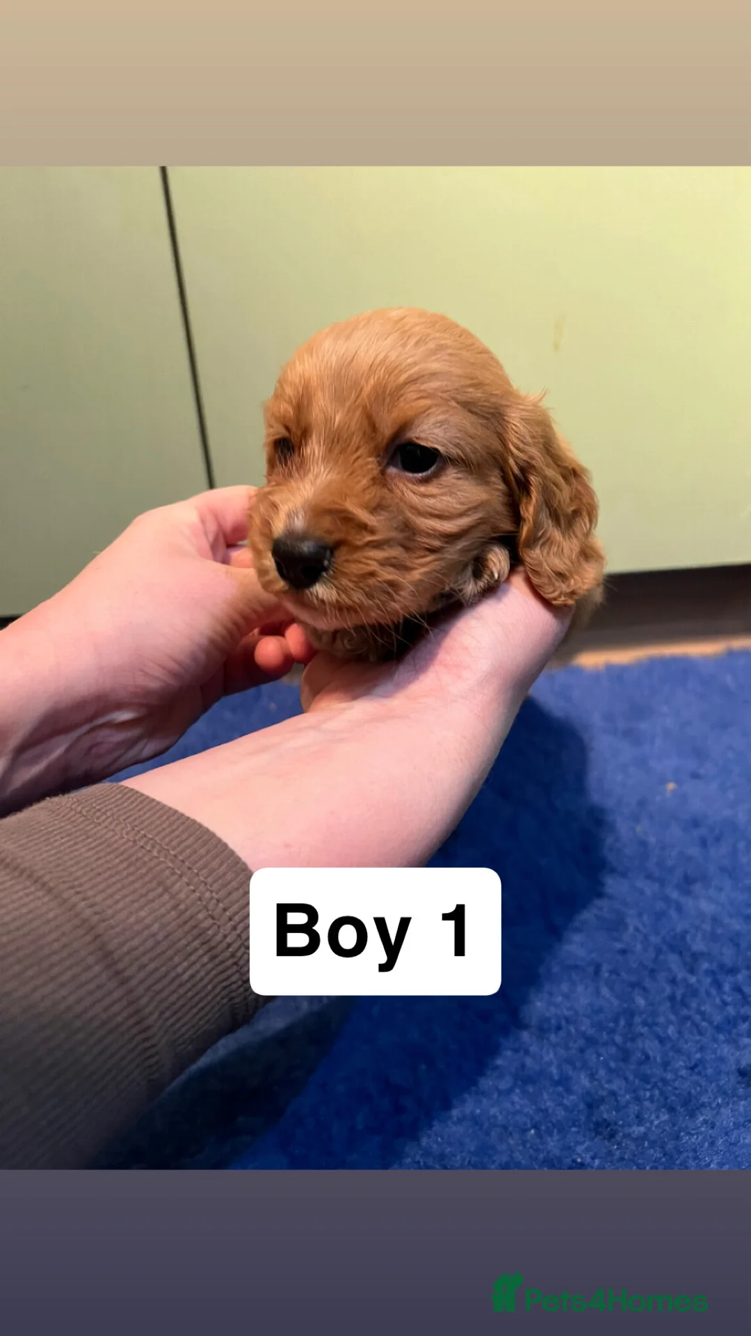 Cocker Spaniel dogs for sale: Kc Reg,health clear, working type cocker spaniel - Advert 18