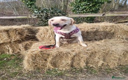 Labrador Retriever dogs for sale: Labrador puppies - Advert 3