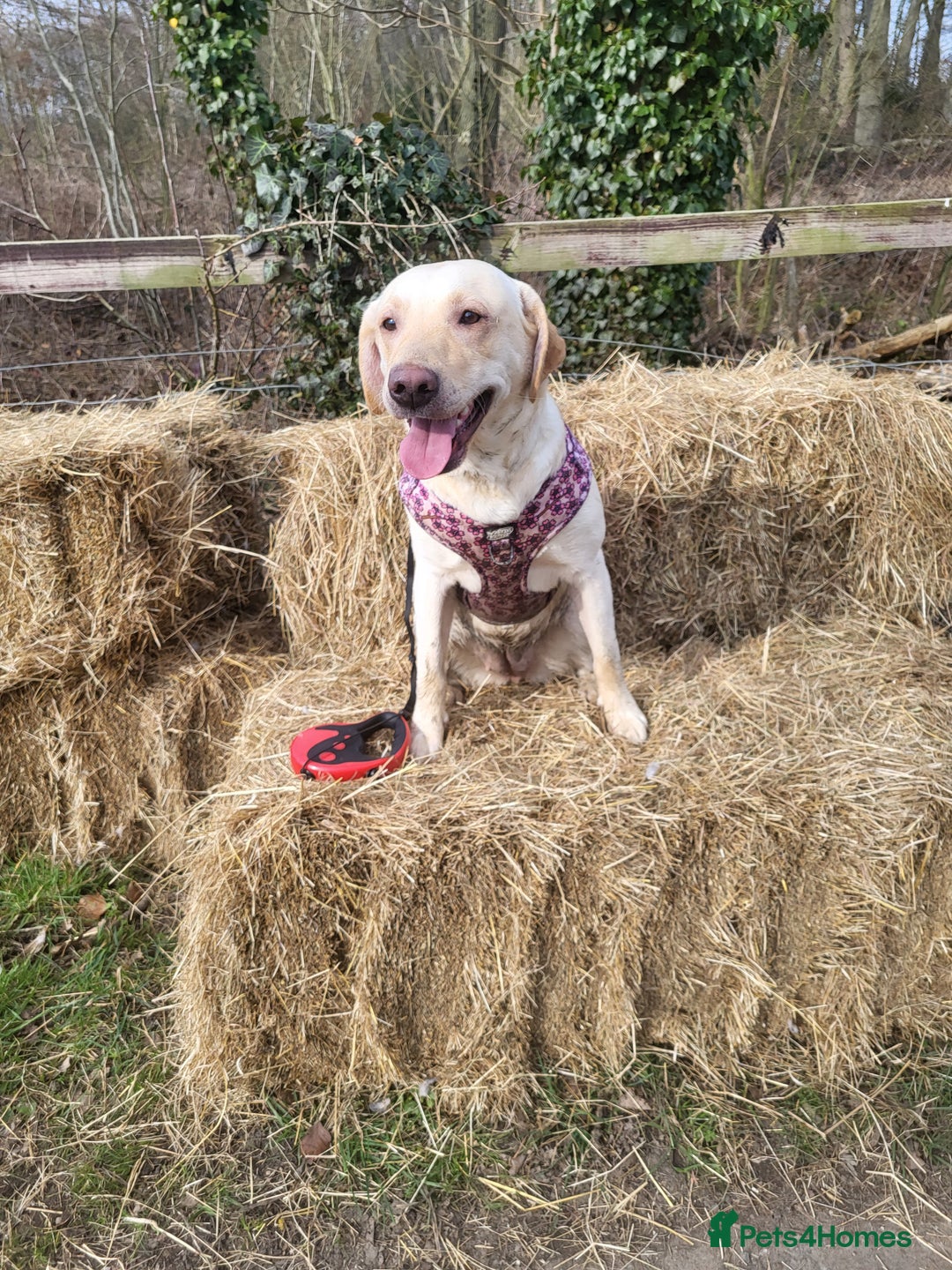 Labrador Retriever dogs for sale: Labrador puppies - Advert 3