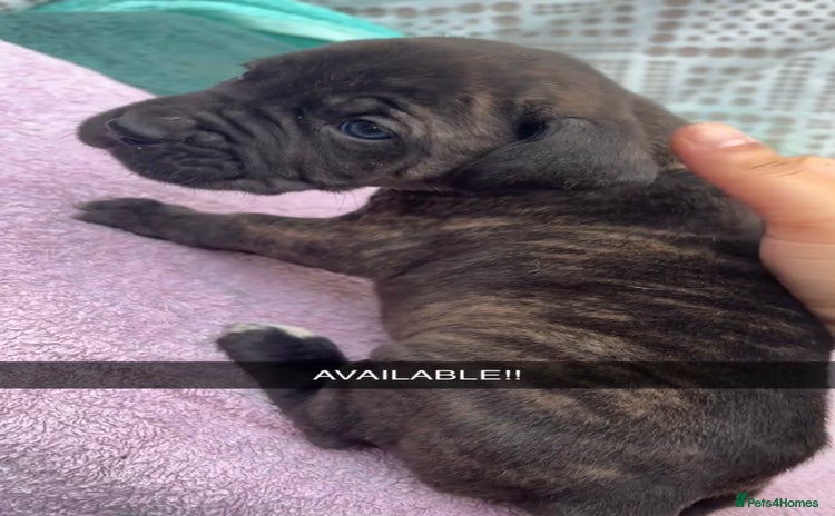 Cane Corso dogs - Advert 10
