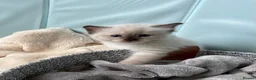 Ragdoll cats for sale: Outstanding TICA reg Ragdoll Male Deep Blue Eyes. - Advert 17